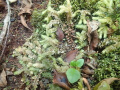 Schistochila nobilis