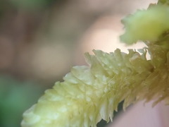 Schistochila nobilis