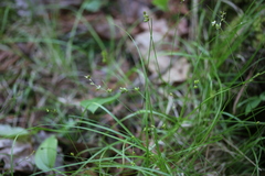 Carex disperma