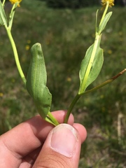 Ranunculus alismifolius