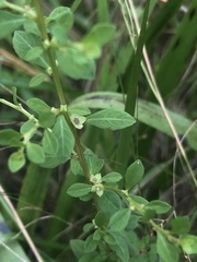 Ludwigia microcarpa