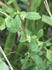 Ludwigia microcarpa