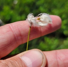 Eriophorum gracile