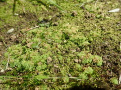 Fossombronia wondraczekii