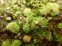 Fossombronia wondraczekii