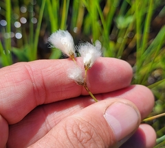 Eriophorum gracile