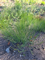 Cordylanthus tenuis brunneus