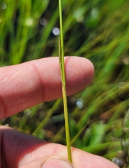Eriophorum gracile