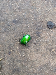 Heterorrhina elegans