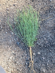 Cordylanthus tenuis brunneus