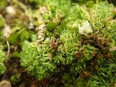Fossombronia wondraczekii