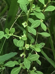 Ludwigia microcarpa