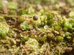 Fossombronia wondraczekii