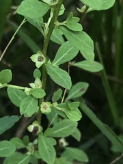 Ludwigia microcarpa