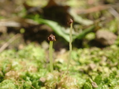 Fossombronia wondraczekii