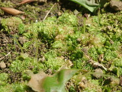 Fossombronia wondraczekii