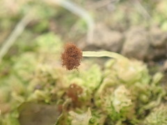 Fossombronia wondraczekii