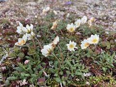 Dryas octopetala