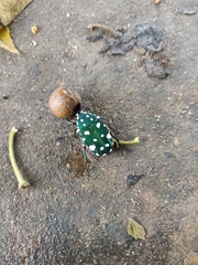 Protaetia alboguttata