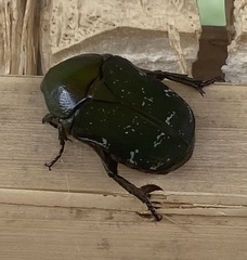 Euphoria westermanni