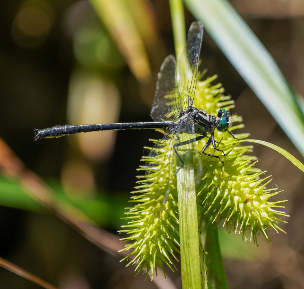 Stenogomphurus