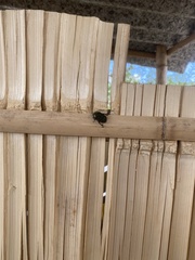 Euphoria westermanni