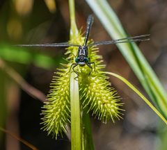 Stenogomphurus rogersi