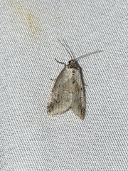 Maliattha synochitis