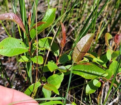 Salix pyrifolia