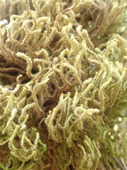 Chandonanthus squarrosus