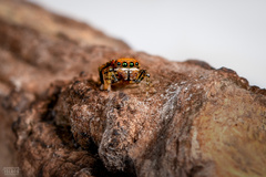 Maratus pavonis