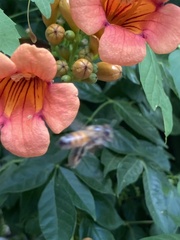 Apis mellifera