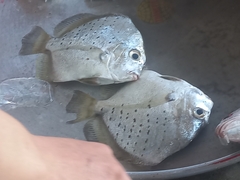 Drepane punctata