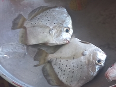 Drepane punctata