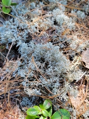 Cladonia stygia