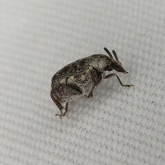 Merobruchus julianus