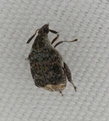 Merobruchus julianus