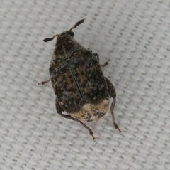 Merobruchus julianus