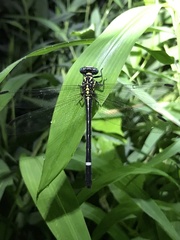 Heliogomphus scorpio
