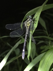 Heliogomphus scorpio