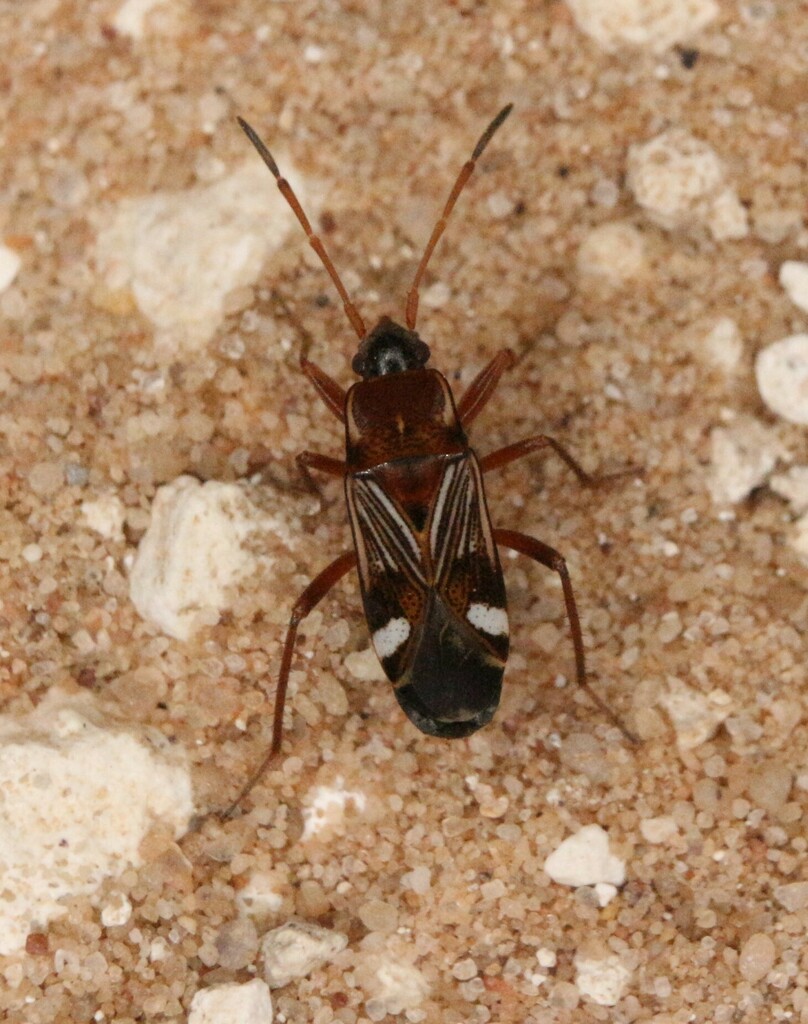 Uhleriola floralis