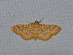 Polygrammodes eleuata