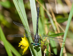 Stenogomphurus rogersi