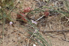 Astragalus ceramicus filifolius