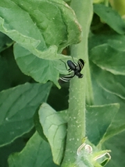 Tritoxa