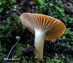 Camarophyllus pratensis gracilis