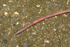 Amynthas aspergillum