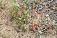Astragalus ceramicus filifolius