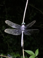 Orthetrum luzonicum