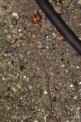 Amynthas aspergillum